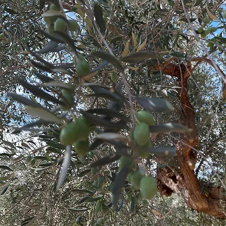 农家乐 Ferranti Abruzzo